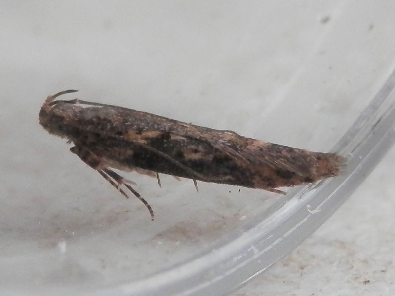 Scrobipalpa costella 